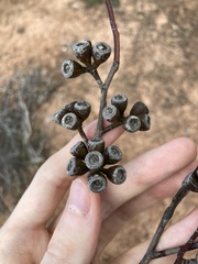 Eucalyptus obtusiflora