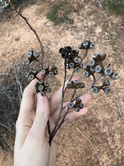 Eucalyptus obtusiflora