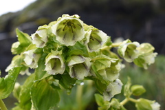 Swertia pseudohookeri