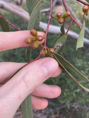 Eucalyptus obtusiflora