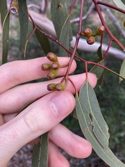 Eucalyptus obtusiflora