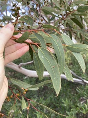 Eucalyptus obtusiflora