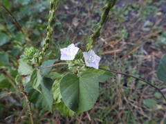 Jacquemontia paniculata