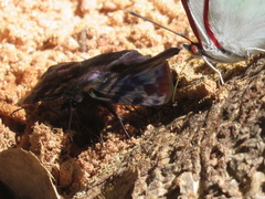 Ebrietas