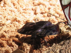 Ebrietas