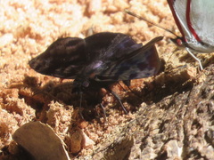 Ebrietas