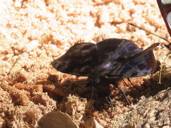 Ebrietas
