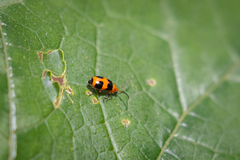 Aulacophora hilaris