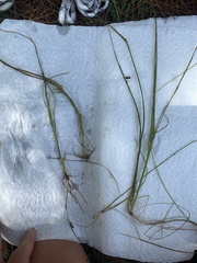 Schoenoplectus subterminalis