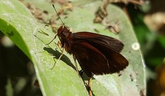 Miltomiges cinnamomea