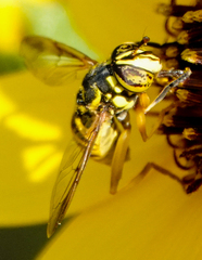 Spilomyia interrupta