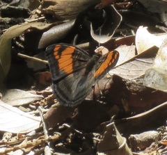 Adelpha mesentina