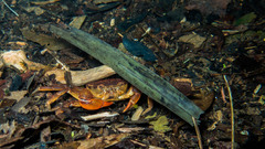 Trichodactylus fluviatilis