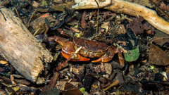 Trichodactylus fluviatilis