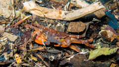 Trichodactylus fluviatilis