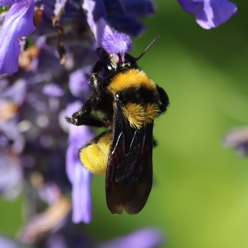 Sonoran Bumble Bee