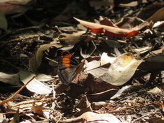 Adelpha mesentina