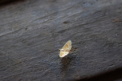 Notarcha aurolinealis