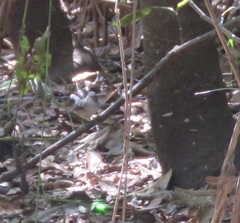 Hypocnemoides maculicauda