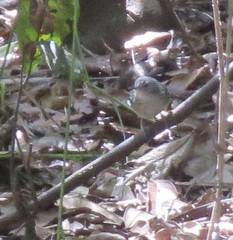 Hypocnemoides maculicauda