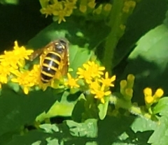 Dolichovespula norvegicoides