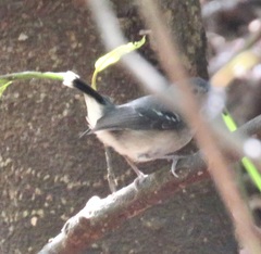 Hypocnemoides maculicauda