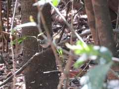 Hypocnemoides maculicauda