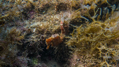 Hippocampus reidi