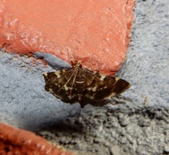 Piletocera