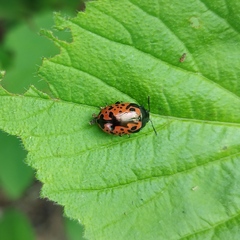 Calligrapha anabelae
