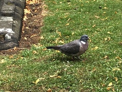 Columba palumbus