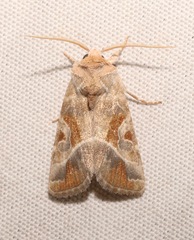 Hexorthodes accurata