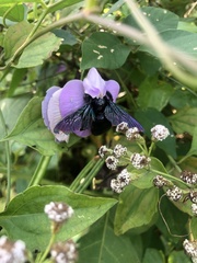 Xylocopa iridipennis