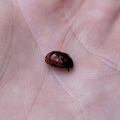 Calligrapha anabelae