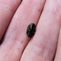 Calligrapha anabelae