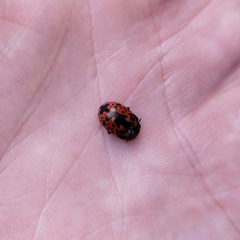 Calligrapha anabelae