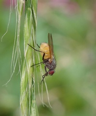 Thricops semicinereus