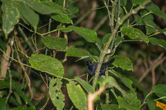 Pyriglena leucoptera