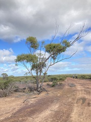 Eucalyptus loxophleba
