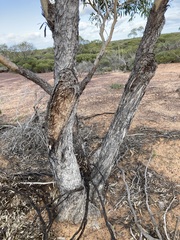 Eucalyptus loxophleba
