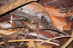 Ancylometes bogotensis