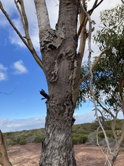 Eucalyptus loxophleba