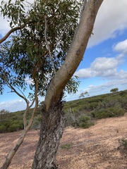 Eucalyptus loxophleba
