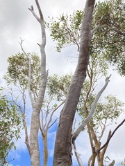 Eucalyptus loxophleba
