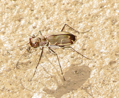 Cicindela tenuisignata