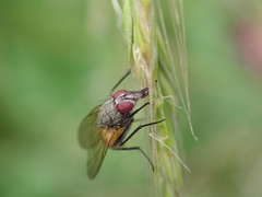 Thricops semicinereus