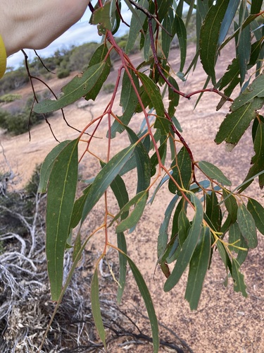 Image of Eucalyptus loxophleba by (c) Thomas Mesaglio, some rights reserved (CC BY)