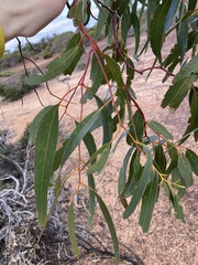 Eucalyptus loxophleba