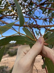 Eucalyptus loxophleba