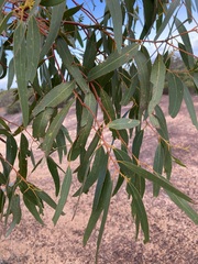 Eucalyptus loxophleba